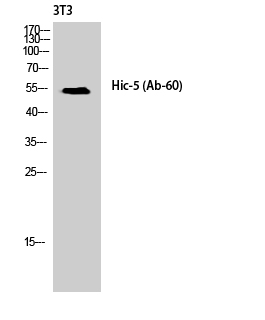 Fig. Western Blot analysis of NIH-3T3 cells using Hic-5 Polyclonal Antibody diluted at 1:1000.