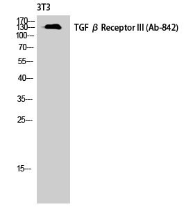 Fig. Western Blot analysis of NIH-3T3 cells using TGFβ RIII Polyclonal Antibody diluted at 1:1000.