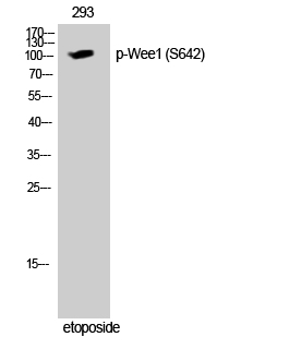 Fig. Western Blot analysis of 293 cells using Phospho-Wee1 (S642) Polyclonal Antibody.