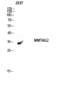 Fig. Western blot analysis of 293T lysis using MMTAG2 antibody. Antibody was diluted at 1:1000.
