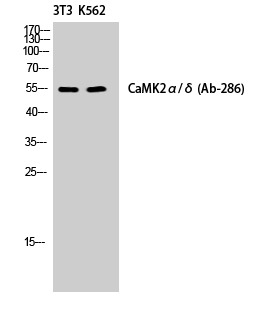 Fig. Western Blot analysis of NIH-3T3/K562 cells using CaMKIIα/δ Polyclonal Antibody diluted at 1:500.