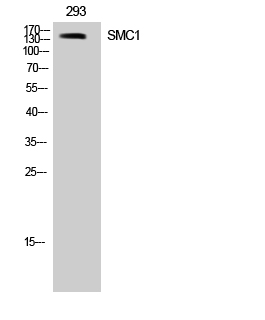 Fig. Western Blot analysis of 293 cells using SMC1 Polyclonal Antibody.