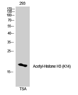 Fig. Western Blot analysis of 3T3 cells using Acetyl-Histone H3 (K14) Polyclonal Antibody. Secondary antibody was diluted at 1:20000.