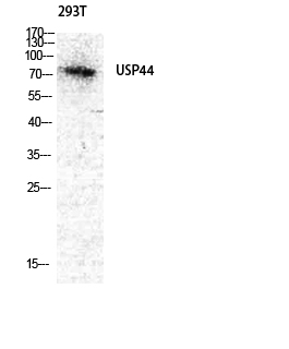 Fig.1. Western Blot analysis of 293T cells using USP44 Polyclonal Antibody diluted at 1:2000. Secondary antibody was diluted at 1:20000.