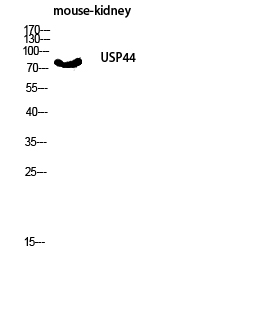 Fig.2. Western blot analysis of Mouse-kidney lysis using USP44 antibody. Antibody was diluted at 1:2000. Secondary antibody was diluted at 1:20000.