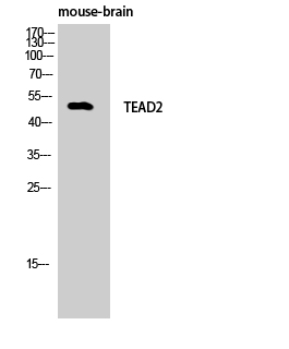 Fig. Western Blot analysis of Mouse-brain cells using TEF-4 Polyclonal Antibody.