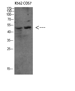 Fig. Western Blot analysis of various cells using Antibody diluted at 1:1000. Secondary antibody was diluted at 1:20000.