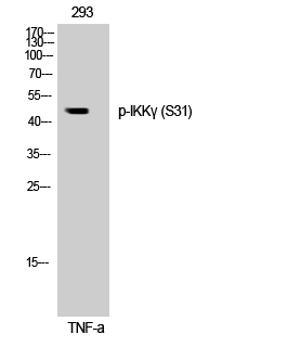Fig. Western Blot analysis of 293 cells using Phospho-IKKγ (S31) Polyclonal Antibody.