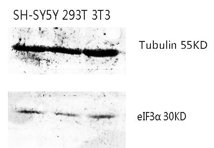 Fig. Western Blot analysis of various cells using Antibody diluted at 1:1000. Secondary antibody was diluted at 1:20000.