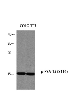 Fig. Western blot analysis of COLO 3T3 using p-PEA-15 (S116) antibody. Antibody was diluted at 1:500.