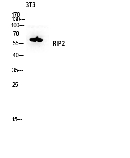 Fig. Western blot analysis of 3T3 lysis using RIP2 antibody. Antibody was diluted at 1:500.