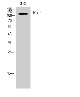 Fig. Western Blot analysis of NIH-3T3 cells using Ksr-1 Polyclonal Antibody.