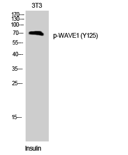 Fig. Western Blot analysis of 3T3 cells using Phospho-WAVE1 (Y125) Polyclonal Antibody.