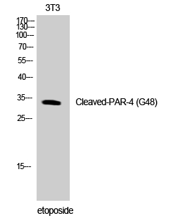 Fig. Western Blot analysis of NIH-3T3 cells using Cleaved-PAR-4 (G48) Polyclonal Antibody.