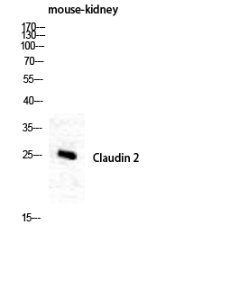 Fig. Western Blot analysis of Mouse-kidney cells using Claudin-2 Polyclonal Antibody diluted at 1:1000.
