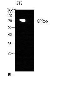 Fig. Western Blot analysis of NIH-3T3 cells using GPR56 Polyclonal Antibody diluted at 1:1000.