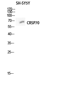 Fig. Western blot analysis of SH-SY5Y lysis using CRSP70 antibody. Antibody was diluted at 1:500.
