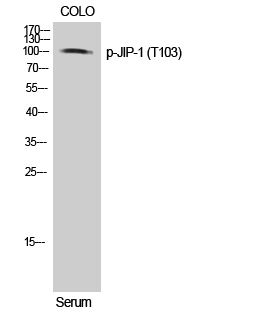 Fig. Western Blot analysis of COLO cells using Phospho-JIP-1 (T103) Polyclonal Antibody.