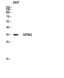 Fig. Western blot analysis of 293T lysis using GPSN2 antibody. Antibody was diluted at 1:2000.