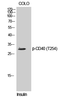 Fig. Western Blot analysis of COLO cells using Phospho-CD40 (T254) Polyclonal Antibody diluted at 1:500.