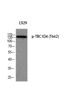 Fig. Western blot analysis of L929 using p-TBC1D4 (T642) antibody. Antibody was diluted at 1:2000.