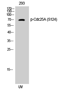 Fig. Western Blot analysis of 293 cells using Phospho-Cdc25A (S124) Polyclonal Antibody.