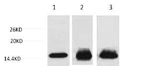 Fig. Western blot analysis of 1) Hela, 2) Raw264.7, 3) Rat Testis Tissue, diluted at 1:1000. Secondary antibody was diluted at 1:20000.
