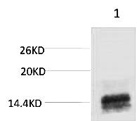 Fig. Western blot analysis of 1) Raw264.7, diluted at 1:1000. Secondary antibody was diluted at 1:20000.