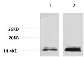 Fig. Western blot analysis of 1) Hela, 2) 3T3, diluted at 1:1000. Secondary antibody was diluted at 1:20000.