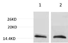 Fig. Western blot analysis of 1) Hela, 2) 3T3, diluted at 1:1000. Secondary antibody was diluted at 1:20000.