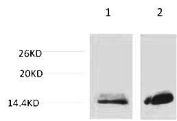 Fig. Western blot analysis of 1) Hela, 2) 3T3, diluted at 1:1000. Secondary antibody was diluted at 1:20000.