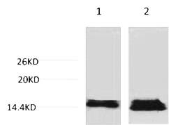 Fig. Western blot analysis of 1) Hela, 2) 3T3, diluted at 1:1000. Secondary antibody was diluted at 1:20000.