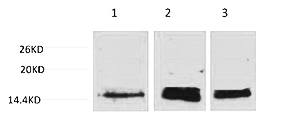 Fig. Western blot analysis of 1) Hela, 2) 3T3, 3) Rat Liver Tissue, diluted at 1:1000. Secondary antibody was diluted at 1:20000.