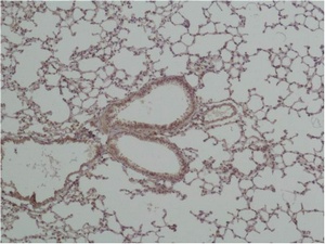 Fig.2. Immunohistochemical analysis of paraffin-embedded Mouse Lung Tissue using GSK3β Polyclonal Antibody.