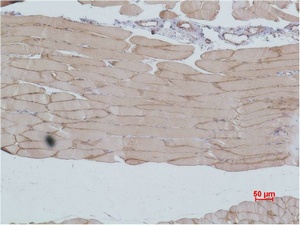Fig.2. Immunohistochemical analysis of paraffin-embedded Mouse Skeletal MuscleTissue using IGFN1 Polyclonal Antibody.