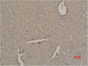 Fig.2. Immunohistochemical analysis of paraffin-embedded Mouse Kidney Tissue using SOD1 Polyclonal Antibody.