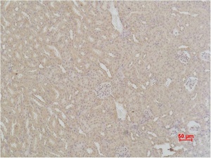 Fig.2. Immunohistochemical analysis of paraffin-embedded Mouse Kidney Tissue using SOD2 Polyclonal Antibody.