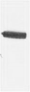 Fig. Western blot analysis of Recombinant BD protein using GAL4 DNA Binding Domain Polyclonal Antibody. Secondary antibody (catalog#: A21020) was diluted at 1:20000.