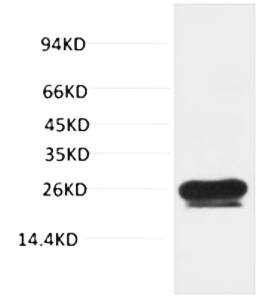 Fig.1. Western blot analysis of Hela with HSP27 Mouse mAb diluted at 1:2000. Secondary antibody (catalog#: A21020) was diluted at 1:20000.