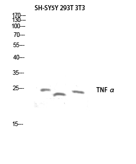 Fig.1. Western blot analysis of SH-SY5Y 293T 3T3 lysis using TNF α antibody. Antibody was diluted at 1:1000. Secondary antibody (catalog#: A21020) was diluted at 1:20000.