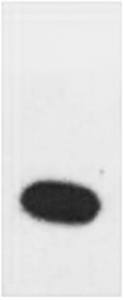 Fig.2. Western blot analysis of Recombinant Human TNF a Protein with TNF α Rabbit pAb diluted at 1:2000.
