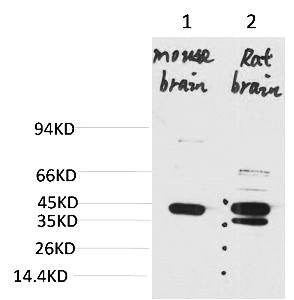 Fig.1. Western blot analysis of 1) Mouse BrainTissue, 2) Rat Brain Tissue with KCNK9 Rabbit pAb diluted at 1:2000.