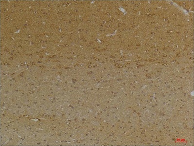 Fig.2. Immunohistochemical analysis of paraffin-embedded Rat BrainTissue using KCNK9 (TASK-3) Rabbit pAb diluted at 1:200.