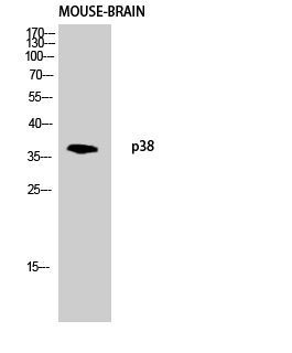 Fig.3. Western blot analysis of Mouse-brain lysis using p38 antibody. Antibody was diluted at 1:1000. Secondary antibody (catalog#: A21020) was diluted at 1:20000.