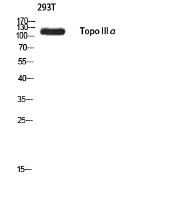 Fig. Western blot analysis of 293T using Topo IIIα antibody. Antibody was diluted at 1:500. Secondary antibody (catalog#: A21020) was diluted at 1:20000.