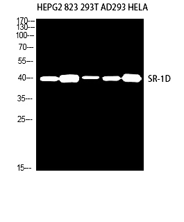 Fig.1. Western blot analysis of HEPG2 823 293T AD293 HELA using SR-1D antibody. Antibody was diluted at 1:500. Secondary antibody (catalog#: A21020) was diluted at 1:20000.