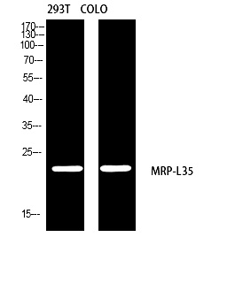Fig.1. Western blot analysis of 293T COLO using MRP-L35 antibody. Antibody was diluted at 1:2000. Secondary antibody (catalog#: A21020) was diluted at 1:20000.