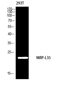 Fig.2. Western blot analysis of 293 using MRP-L35 antibody. Antibody was diluted at 1:2000. Secondary antibody (catalog#: A21020) was diluted at 1:20000.