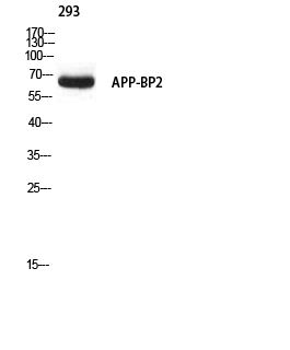 Fig. Western blot analysis of 293 using APP-BP2 antibody. Secondary antibody (catalog#: A21020) was diluted at 1:20000.