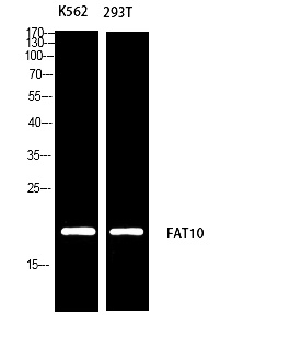 Fig.1. Western blot analysis of K562 293T using FAT10 antibody. Antibody was diluted at 1:1000. Secondary antibody (catalog#: A21020) was diluted at 1:20000.